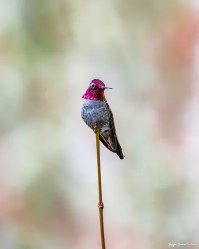 Hummingbirds of the Pacific Northwest