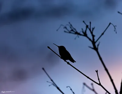 Hummingbirds of the Pacific Northwest
