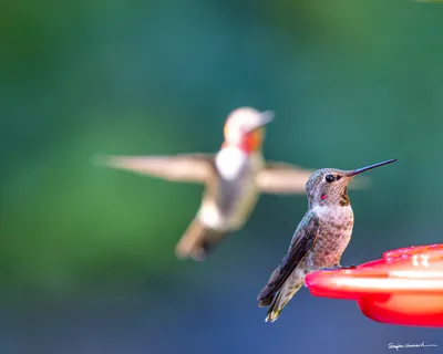 Hummingbirds of the Pacific Northwest