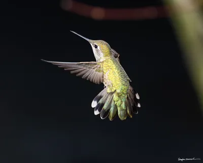 Hummingbirds of the Pacific Northwest