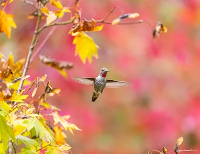 Hummingbirds of the Pacific Northwest