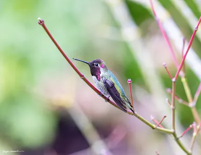 Hummingbirds of the Pacific Northwest