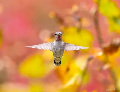 Hummingbirds of the Pacific Northwest