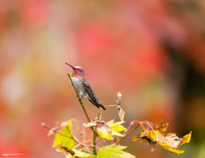 Hummingbirds of the Pacific Northwest