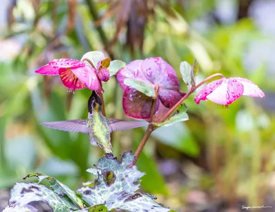 Hummingbirds of the Pacific Northwest