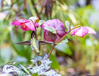 Hummingbirds of the Pacific Northwest