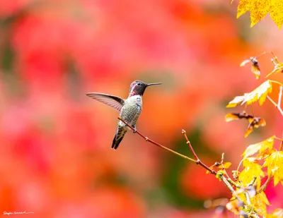 Hummingbirds of the Pacific Northwest