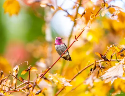 Hummingbirds of the Pacific Northwest