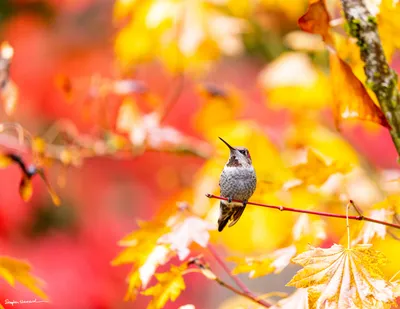Hummingbirds of the Pacific Northwest