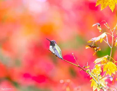 Hummingbirds of the Pacific Northwest