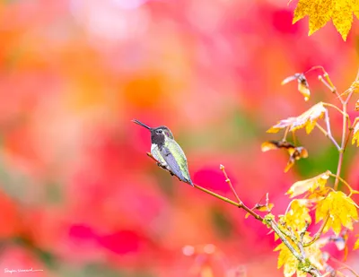 Hummingbirds of the Pacific Northwest
