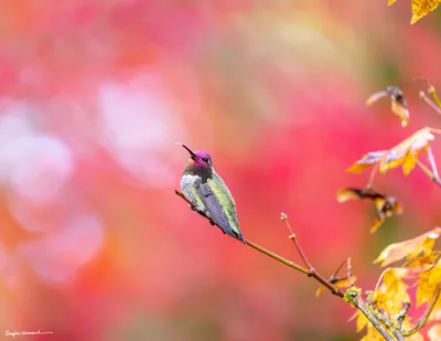 Hummingbirds of the Pacific Northwest