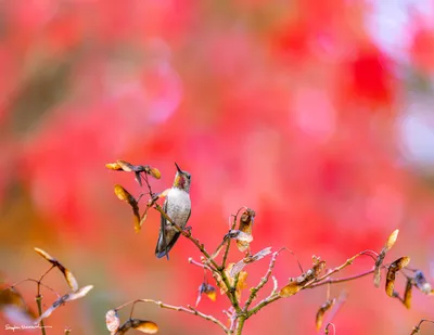 Hummingbirds of the Pacific Northwest