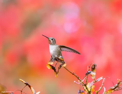 Hummingbirds of the Pacific Northwest