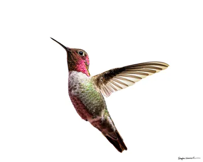 Hummingbirds of the Pacific Northwest