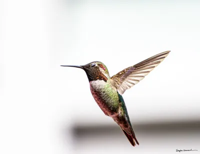 Hummingbirds of the Pacific Northwest