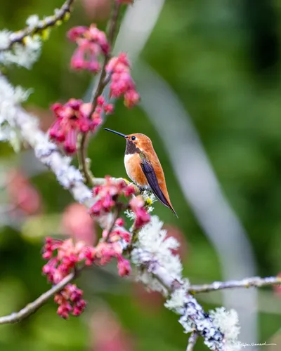 Hummingbirds of the Pacific Northwest
