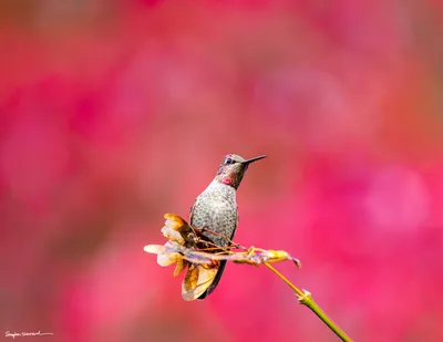 Hummingbirds of the Pacific Northwest