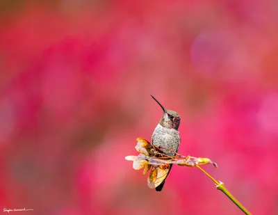 Hummingbirds of the Pacific Northwest