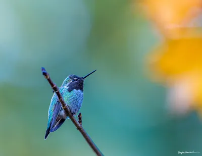Hummingbirds of the Pacific Northwest
