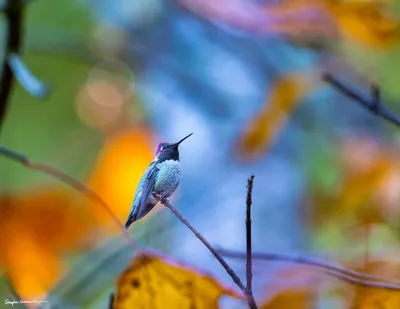 Hummingbirds of the Pacific Northwest
