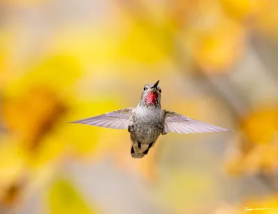 Hummingbirds of the Pacific Northwest