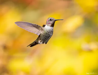 Hummingbirds of the Pacific Northwest