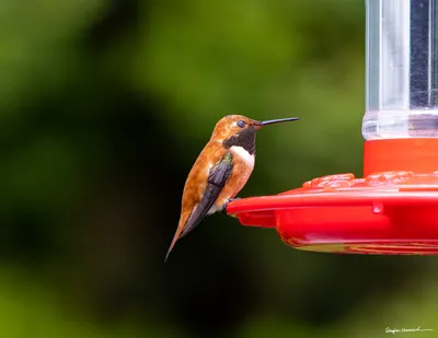 Hummingbirds of the Pacific Northwest