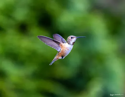 Hummingbirds of the Pacific Northwest