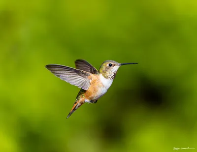 Hummingbirds of the Pacific Northwest