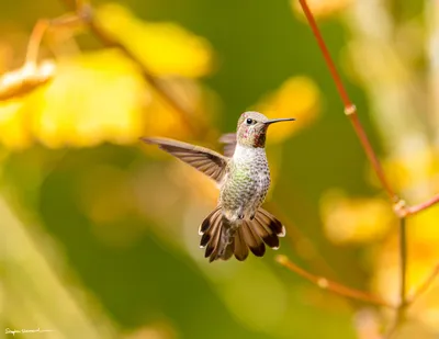 Hummingbirds of the Pacific Northwest
