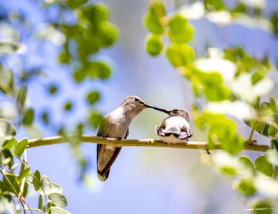 Hummingbirds of the Pacific Northwest