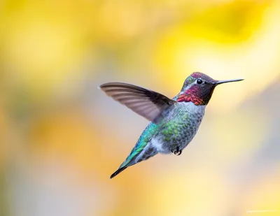 Hummingbirds of the Pacific Northwest