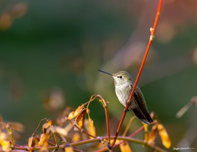 Hummingbirds of the Pacific Northwest