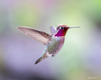 Hummingbirds of the Pacific Northwest