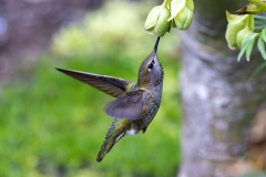 Female Annas humming bird - ID: R5__2837