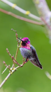 Male Annas hummingbird
