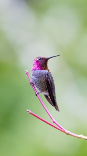 Male Annas hummingbird
