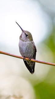 Annas hummingbird