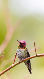 Male Annas hummingbird