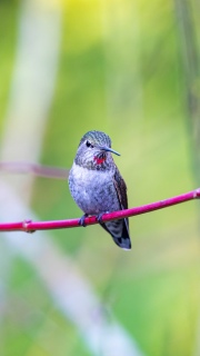 Annas hummingbird
