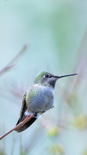 Annas hummingbird