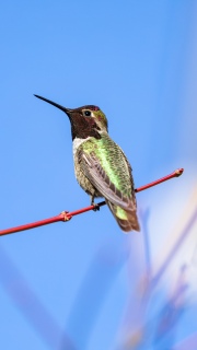Male Annas hummingbird