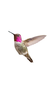 Male Annas Hummingbirds