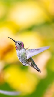 Annas hummingbird