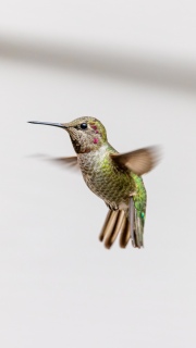 Annas hummingbird