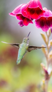 Annas hummingbird