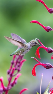 Annas hummingbird