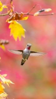Annas hummingbird