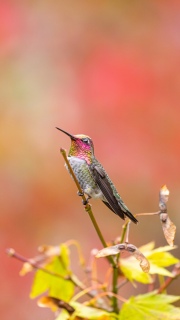 Male Annas hummingbird